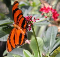 Butterfly Farm - Surfers Gold Coast