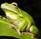 The Rainforest Habitat - Surfers Gold Coast