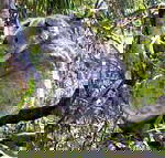 Koala Conservation Centre - Surfers Gold Coast