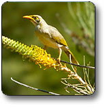 Uluru - Kata Tjuta National Park - Surfers Gold Coast 1