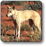 Uluru - Kata Tjuta National Park - Surfers Gold Coast 3