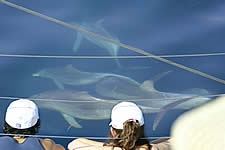 Temptation Sailing - Surfers Gold Coast 2