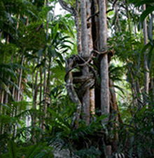 Rainforest Skywalk - Surfers Gold Coast 3