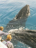 Storeyline Tours - Surfers Gold Coast 1