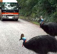 Kookaburra Tours - Surfers Gold Coast