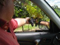 Mount Tamborine Winery & Homestead - Surfers Gold Coast 1