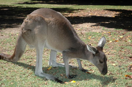 Bunbury Wildlife Park - Surfers Gold Coast 1