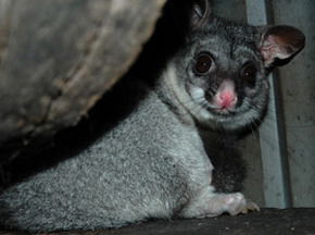 Bunbury Wildlife Park - Surfers Gold Coast 2