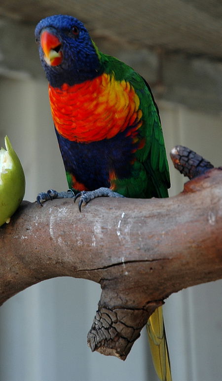 Bunbury Wildlife Park - Surfers Gold Coast 3