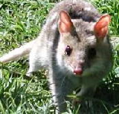 Urimbirra Wildlife Park - Surfers Gold Coast