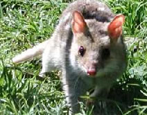 Urimbirra Wildlife Park - Surfers Gold Coast 0
