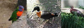 Urimbirra Wildlife Park - Surfers Gold Coast 2