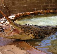 Wyndham Zoological Gardens and Crocodile Park - Surfers Gold Coast