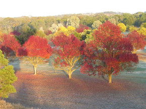 Balloon Adventures Barossa Valley - Surfers Gold Coast 3