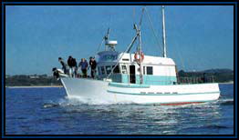 Polperro Dolphin Swims - Surfers Gold Coast 2