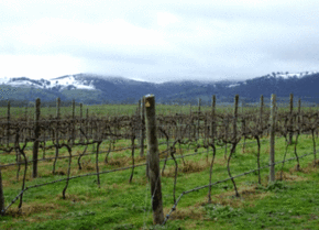 Kinloch Wines - Surfers Gold Coast