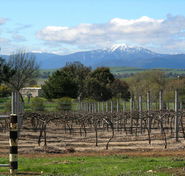Buller View Wines - Surfers Gold Coast