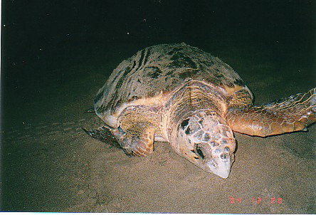 Footprints Adventures - Surfers Gold Coast 0