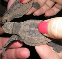 Footprints Adventures - Surfers Gold Coast 1