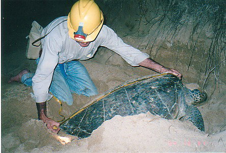 Footprints Adventures - Surfers Gold Coast 2