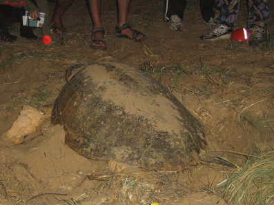 Footprints Adventures - Surfers Gold Coast 3