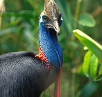 David Fleay Wildlife Park - Surfers Gold Coast