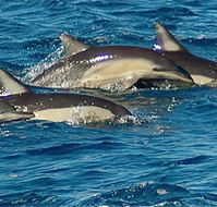 Dolphin Swim Australia - Surfers Gold Coast