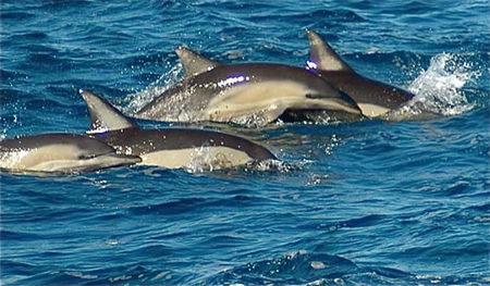 Dolphin Swim Australia - Surfers Gold Coast 0