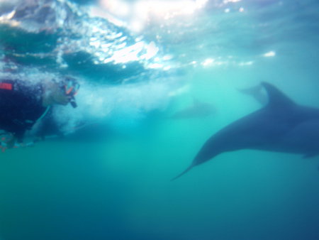 Dolphin Swim Australia - Surfers Gold Coast 2