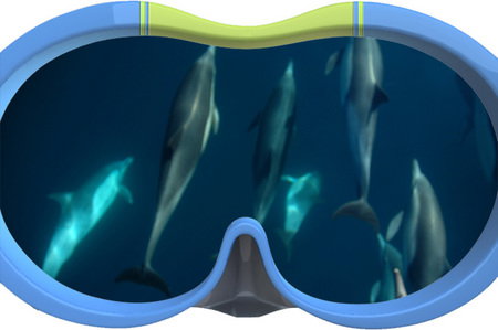 Dolphin Swim Australia - Surfers Gold Coast 3
