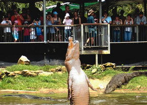 Crocodylus Park - Surfers Gold Coast 2