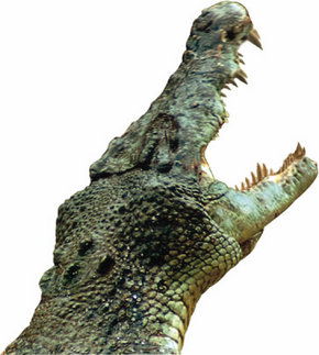 Crocodylus Park - Surfers Gold Coast 3