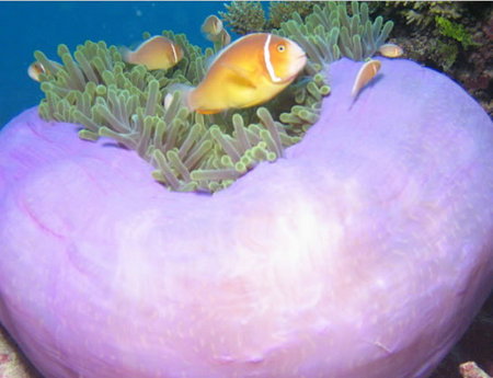 Silver Swift - Surfers Gold Coast 1