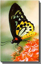 Daintree Rainforest River Trains - Surfers Gold Coast 2