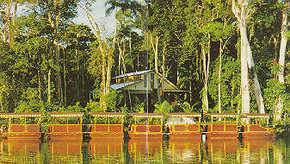 Daintree Rainforest River Trains - Surfers Gold Coast 3