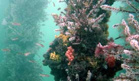 Underwater Sports Diving Centre - Surfers Gold Coast 2