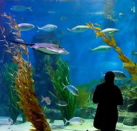 Melbourne Aquarium - Surfers Gold Coast