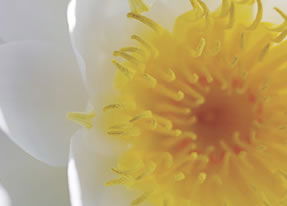 Crown Spa - Surfers Gold Coast 2