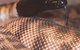 Armadale Reptile & Wildlife Centre - thumb 4