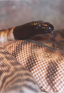 Armadale Reptile & Wildlife Centre - Surfers Gold Coast 4