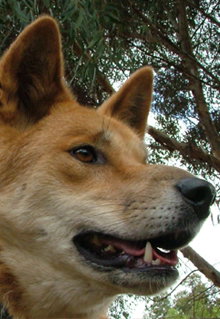 Armadale Reptile & Wildlife Centre - Surfers Gold Coast 5