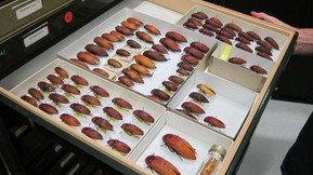 Western Australian Museum - Surfers Gold Coast 1