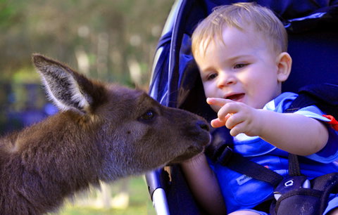 Australian Reptile Park - Surfers Gold Coast 6