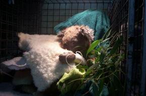 Jirrahlinga Koala & Wildlife Sanctuary - Surfers Gold Coast 3