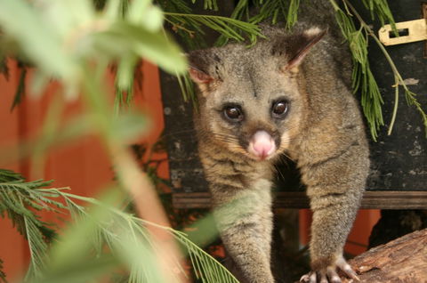 Potoroo Palace - Surfers Gold Coast 3