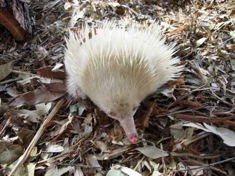 Potoroo Palace - Surfers Gold Coast 4