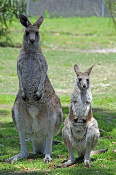 Potoroo Palace - Surfers Gold Coast 5