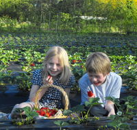 Blue Hills Berries  Cherries - Surfers Gold Coast
