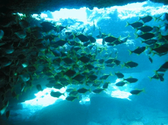 Big Cat Reality - Surfers Gold Coast 3