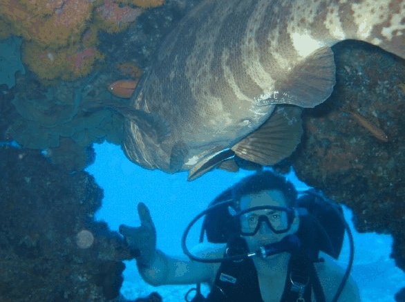 Big Cat Reality - Surfers Gold Coast 4